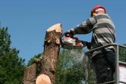 We have consistently served this area for over 3 decades. Tree Removal Rockford Il Arborist In Rockford Il Ts Tree Service