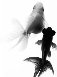 Sashastergiou Goldfish Black And White Pictures Beautiful Fish