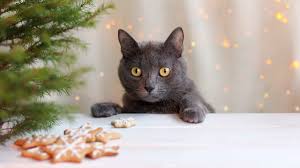 It adds it is working on changing the. Trader Joe S Has An Advent Calendar For Cats Mental Floss