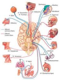 Fifth Cranial Nerve Definition Of Fifth Cranial Nerve By Medical Dictionary Brain Anatomy Medical Anatomy Cranial Nerves