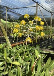 Image result for Flabellariopsis