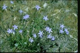 Image result for Wahlenbergia ramosissima