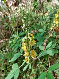 Image result for Crotalaria anthyllopsis