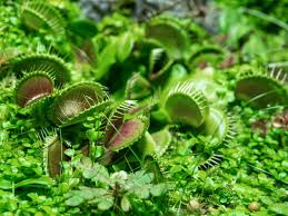 You will keep this pot empty and fill the container around the pot with soil. Outdoor Carnivorous Garden Tips On Creating A Carnivorous Plant Garden
