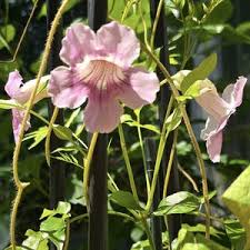 Image result for Podranea brycei