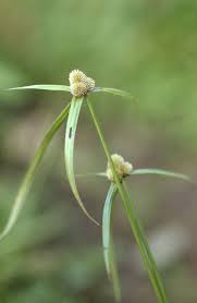 Image result for Lipocarpha kernii