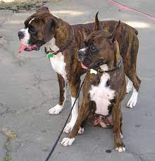 How old does a dog have to be to dock his tail? Docking Dog Wikipedia