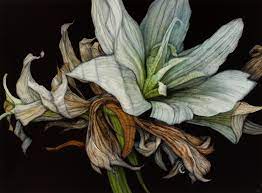 Decaying Amaryllis Ii 2012 Oil On Paper 75cm X 102cm Flower Life Cycle Botanical Painting Botanical Art