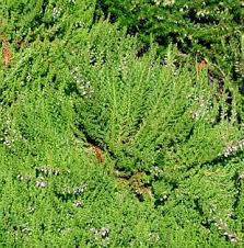 Image result for Humularia minima