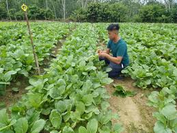 Pengenalan aktiviti pertanian di malaysia menyumbang sebanyak 12% keluaran dalam negara kasar (kdnk) negara. Dari Bidang Pastri Ke Pertanian Moden Malaysia Aktif