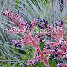 Image result for Pycnostachys coerulea