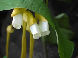 Image result for Sopubia mannii