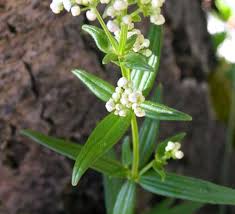 Image result for Rubiaceae