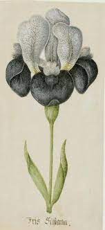 Iris Susiana German School Ca 1700 Watercolour With Gum Arabic On Paper Botanical Drawings Botanical Illustration Botanical Painting