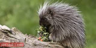 صور النيص معلومات عن النيص وفوائده Porcupine Animals Cute Animals