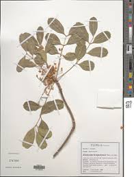 Image result for Ekebergia benguelensis