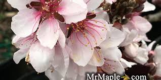 Image result for Prunus persica