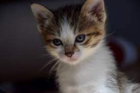 File:1-month-old kitten 40.jpg - Wikipedia