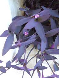 Tradescantia Pallida Plantas De Follaje Plantas Moradas Plantas