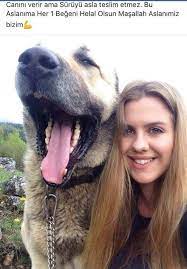 muzaffer haste adli kullanicinin giant panosundaki pin kangal kopegi akbas kopek