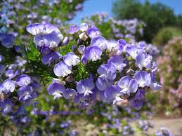 Image result for Psoralea