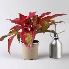 images?q=tbn:ANd9GcRy4sG-oVc3yMjdsyrmKotkGylM3KHAAQvcVw&s