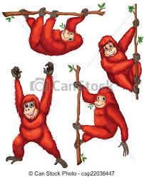 Collection of orangutan cliparts (24). Eps Vector Of Orangutan Illustration Of Orangutan Hanging On Vines Csp22036447 Search Clip Art Illustration Drawings Orangutan Illustration Rare Animals