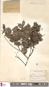 Image result for Scytopetalum pierreanum