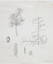 Image result for Podocarpaceae