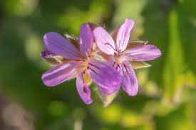 Image result for Pelargonium grossularioides