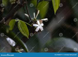 Image result for Pleiocarpa
