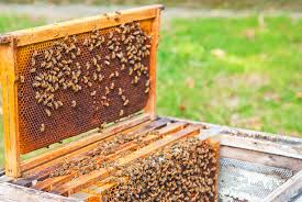 I started offering them for sale in 2004. Where To Buy Bees Blain S Farm Fleet Blog