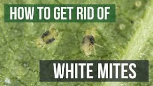 white mite control: how to get rid of