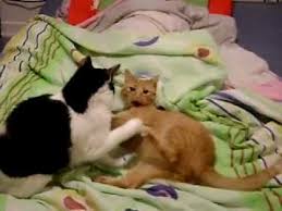Kittens of a feral cat biting, kicking and play fighting with each other and with human hand xd. Are These Cats Fighting Or Playing Youtube