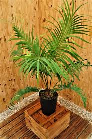 Image result for Cycas thouarsii