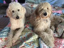 Goldendoodles are highly intelligent and loyal companions, their affectionate and gentle nature. Pa Golden Doodles Home Facebook