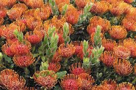 Top deals with free shipping included. Best Shrubs With Red Or Orange Flowers