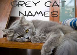 Then you are right place. The 121 Best Grey Cat Names In 2021 Cat Mania
