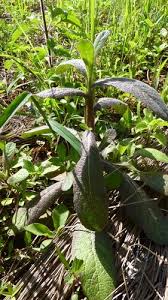 Image result for Neojeffreya