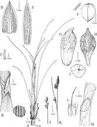 Image result for Scleria xerophila