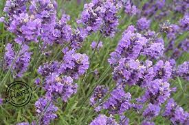Lavender Flowers Punjabidharti Com