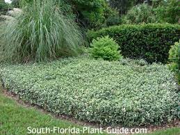 If you have got a vacant region that you are searching to meet. Asiatic Jasmine