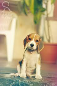 Photo Print Of A Small Cute Beagle Puppy By Behindmyblueeyes 5 00 Beagle Puppy Cute Beagles Beagle Dog