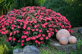 Image result for Impatiens shirensis