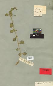 Image result for Lophiocarpus latifolius