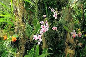 Pregetter S Orchid Garden Orchids Garden Orchids Jungle Pictures