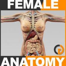 Female anatomy includes the external genitals, or the vulva, and the internal reproductive organs. Internal Pictures Of Female Anatomy 3d Models Stlfinder