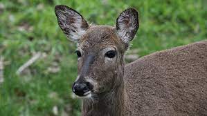 There are several laws that govern the professional pest management industry in georgia. Too Many Deer A Bigger Threat To Eastern Forests Than Climate Change