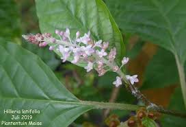 Image result for Hilleria