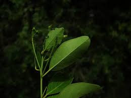 Image result for Maerua